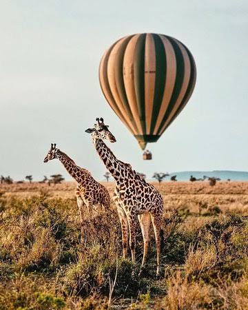 Safari Season Tanzania