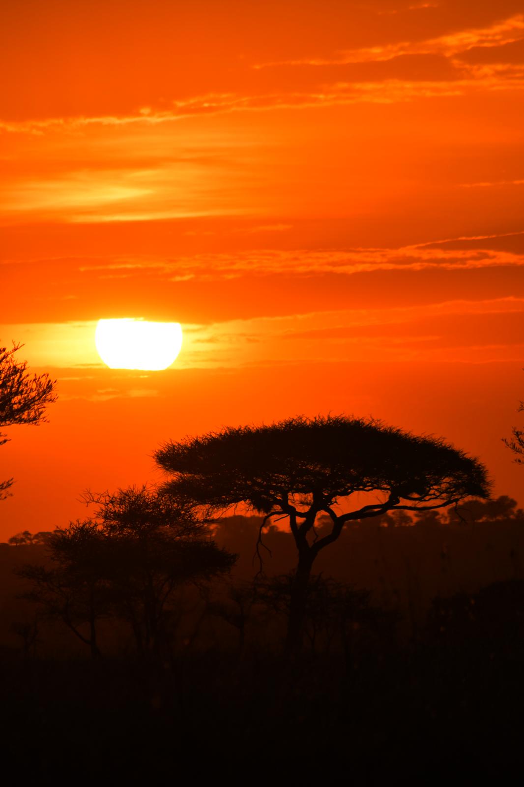 Safari