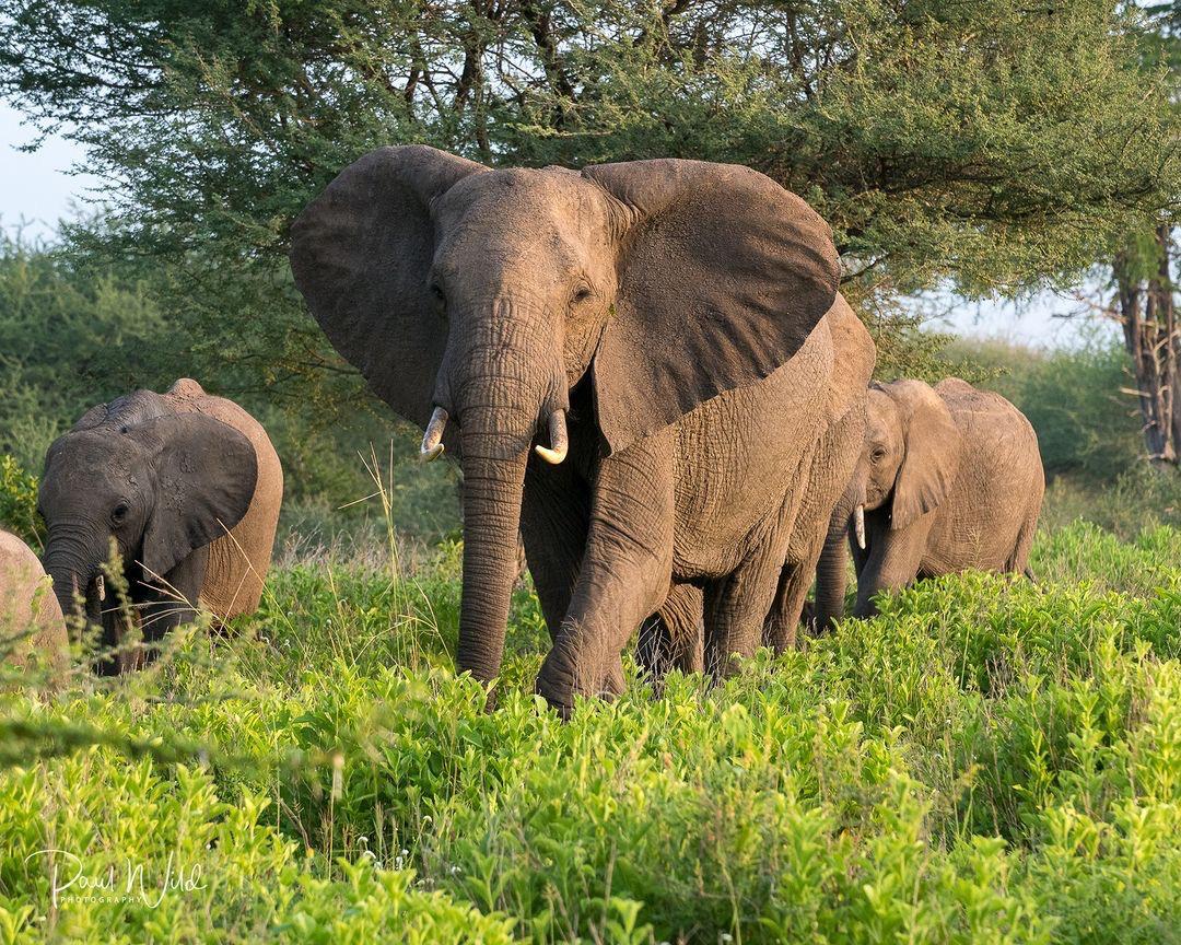 Wildlife